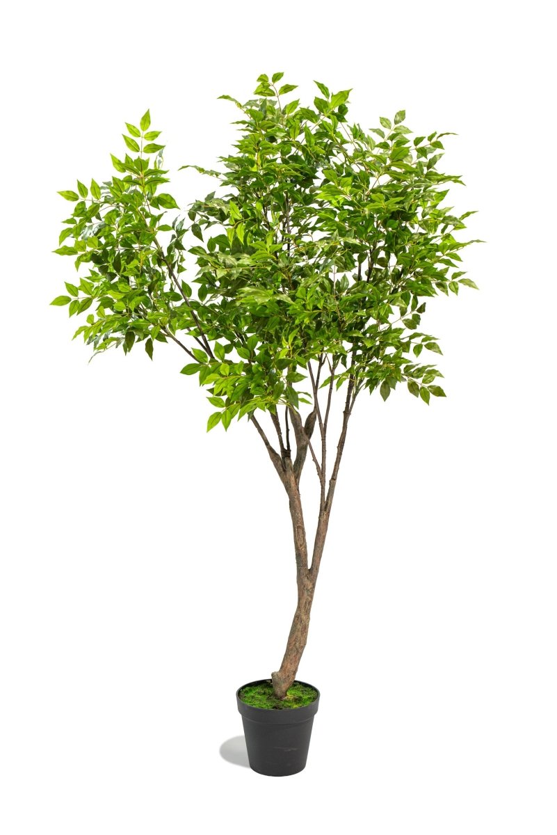 Albero artificiale Radermachera in vaso con altezza 210 cm Xone | Perrone Shop - Perrone Shop