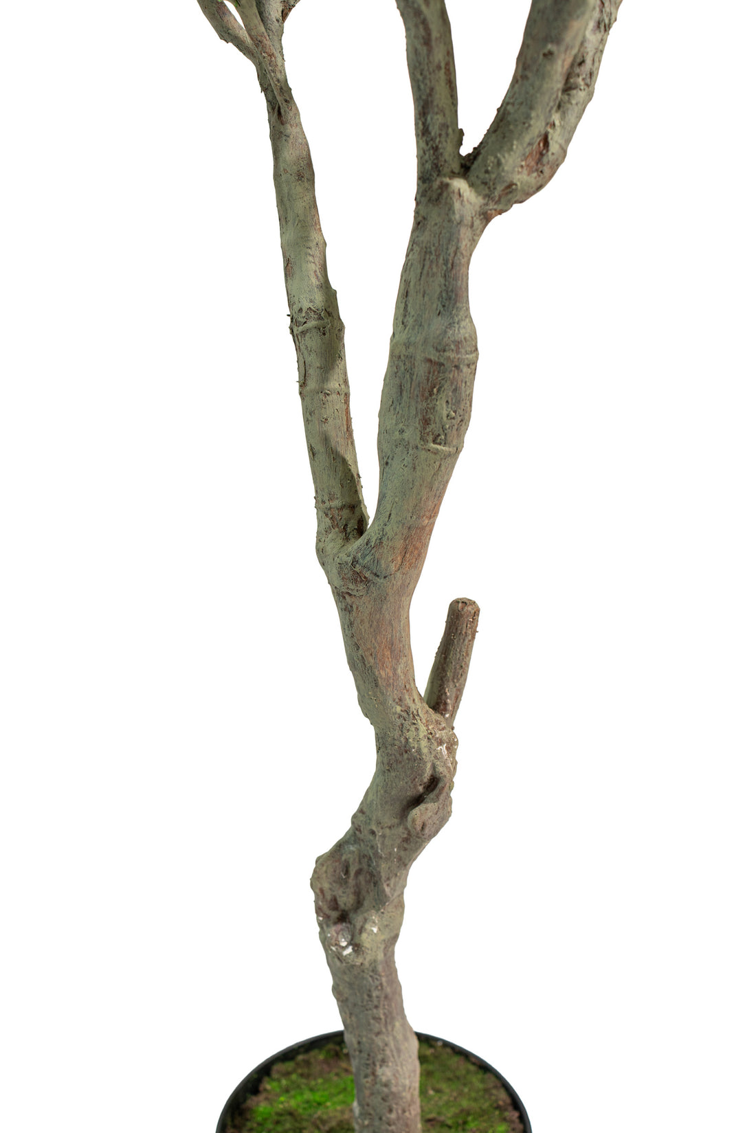 Ulivo artificiale realistico con altezza 245cm Xone | Perrone Shop