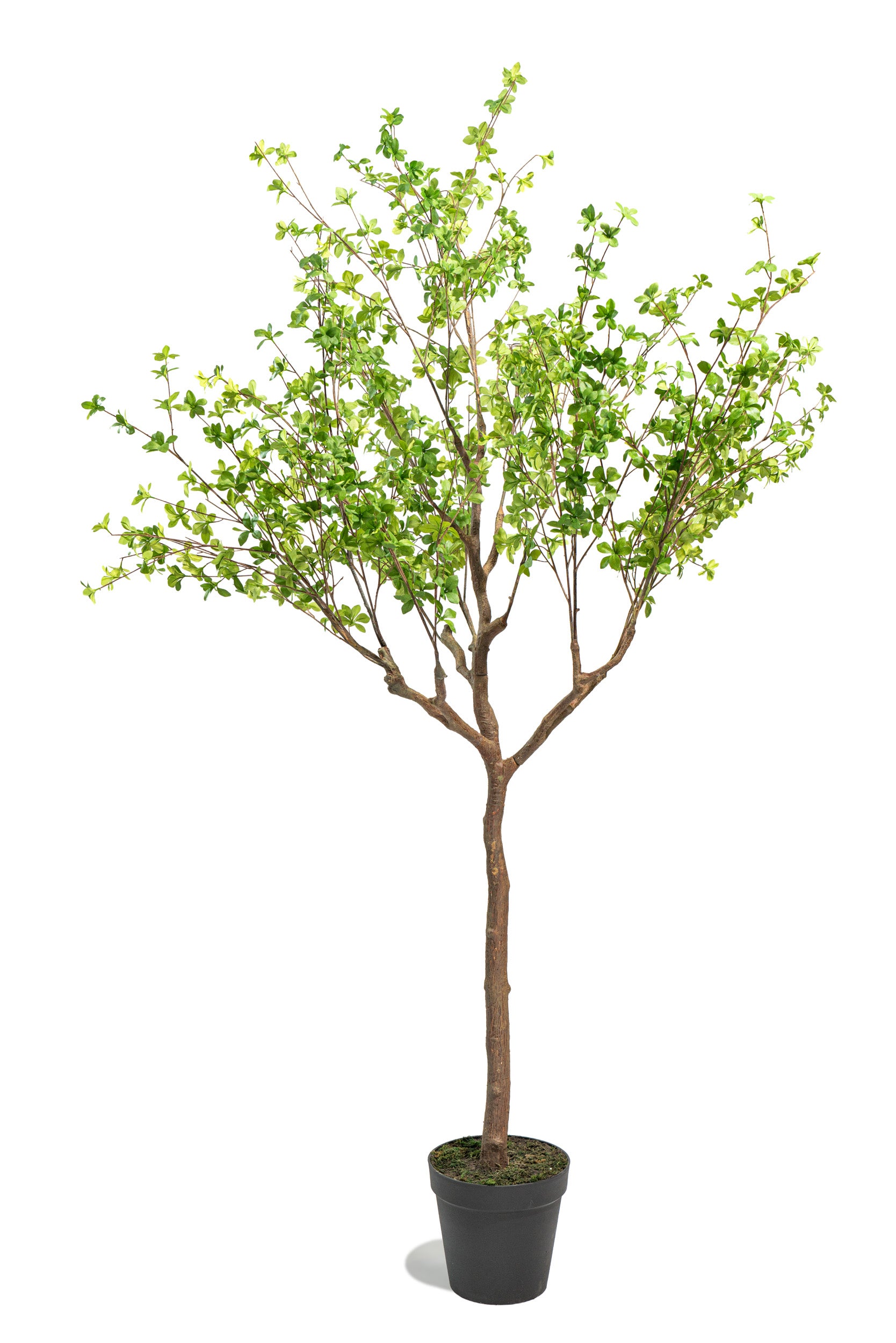 Pianta artificiale Shady Lady by Salvatore Izzo | Xone