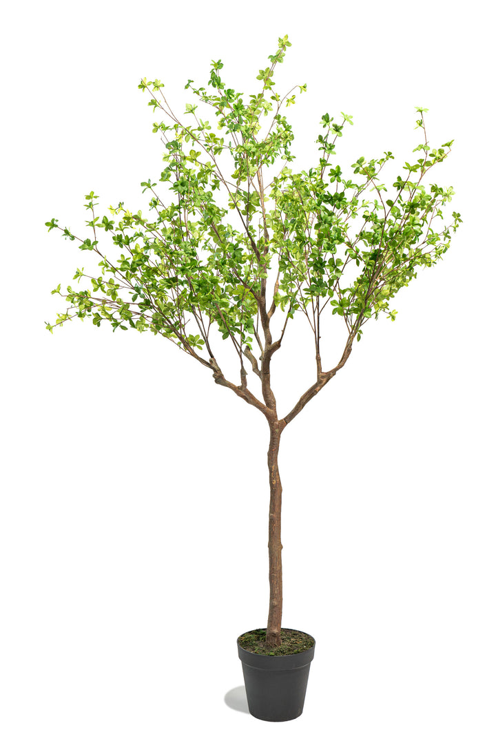 Pianta artificiale Shady Lady by Salvatore Izzo | Xone