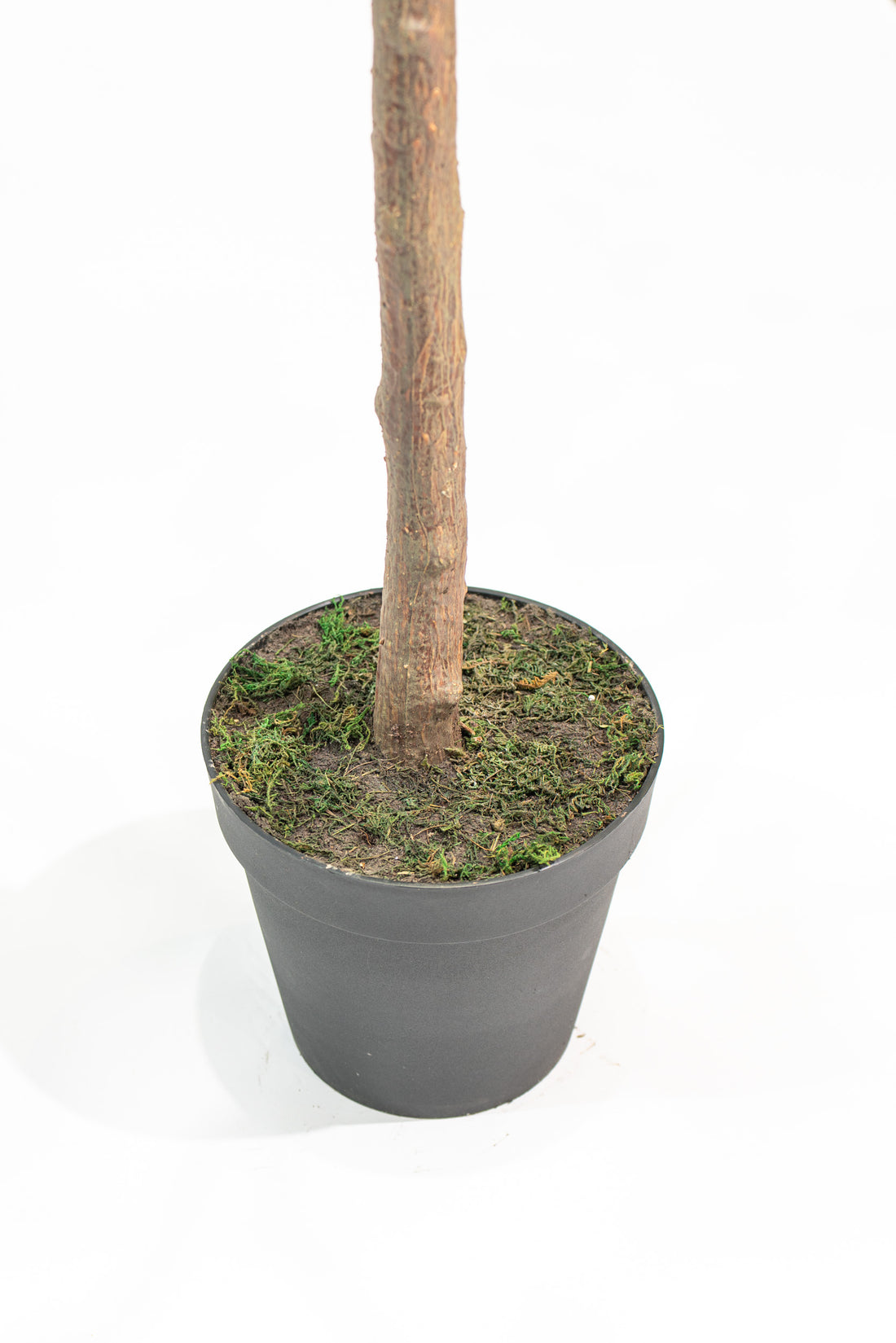 Pianta artificiale Shady Lady by Salvatore Izzo | Xone