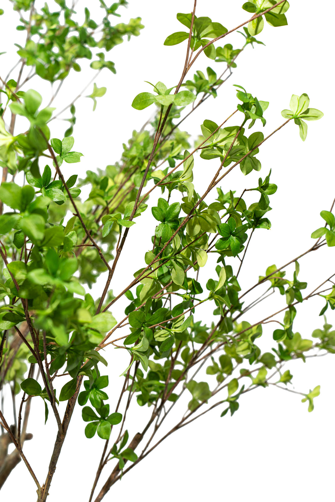 Pianta artificiale Shady Lady by Salvatore Izzo | Xone