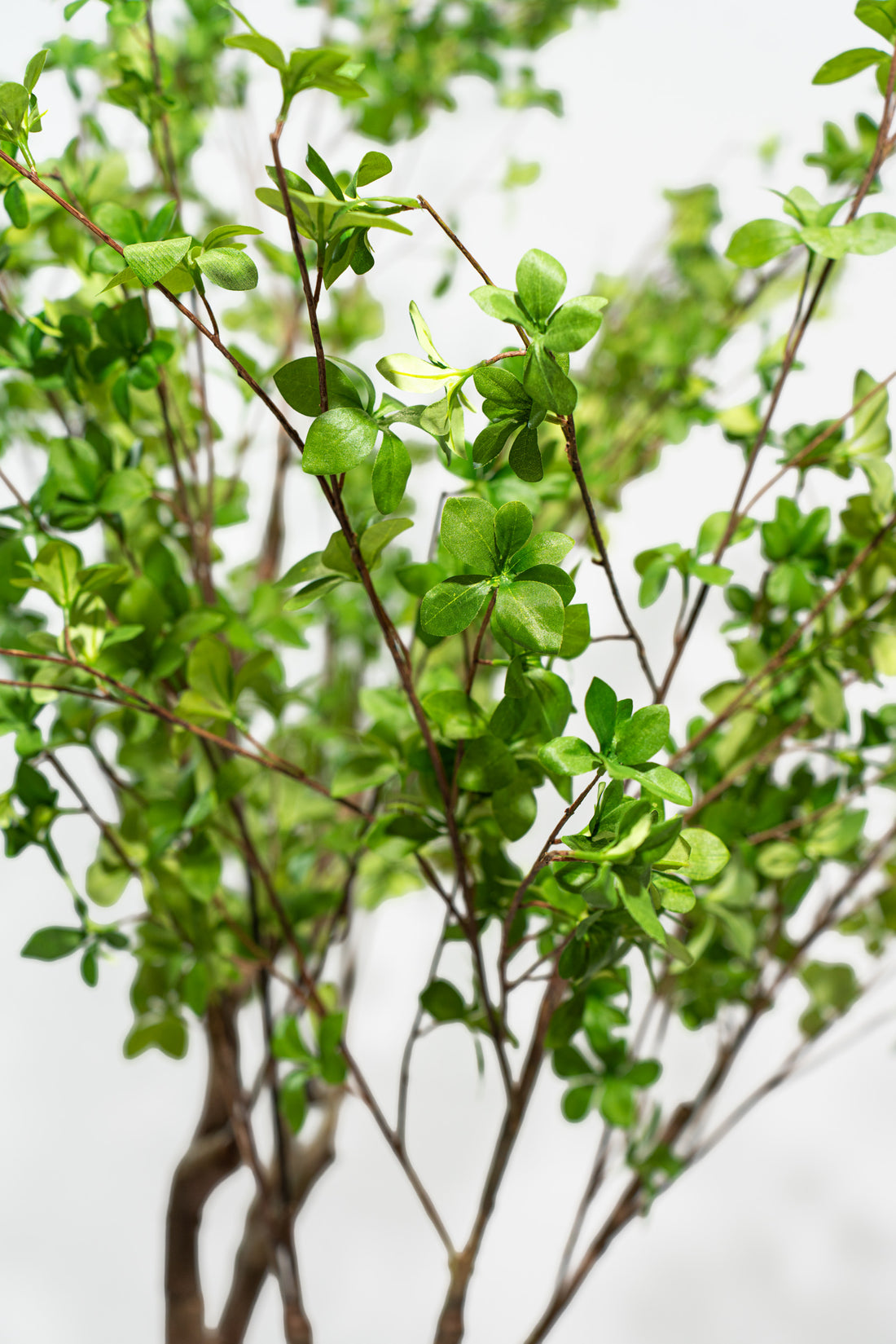 Pianta artificiale Shady Lady by Salvatore Izzo | Xone