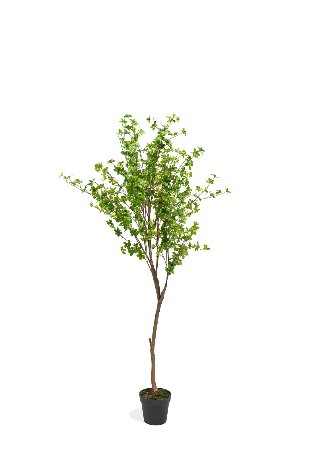 Pianta artificiale Shady Lady by Salvatore Izzo | Xone