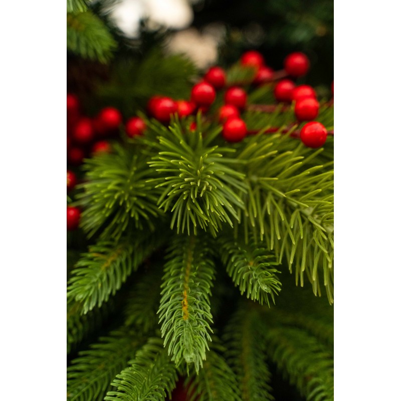 Albero di Natale Oscar | Xone