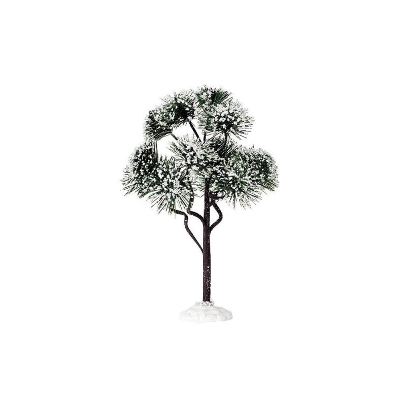 Pino di montagna grande - Lemax