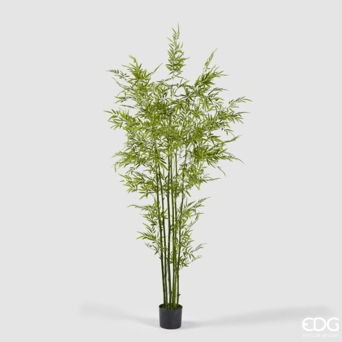 Bamboo Con vaso Altezza 210cm | EDG - Perrone Shop