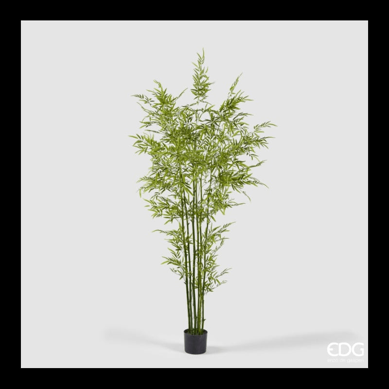 Bamboo Con vaso Altezza 210cm | EDG