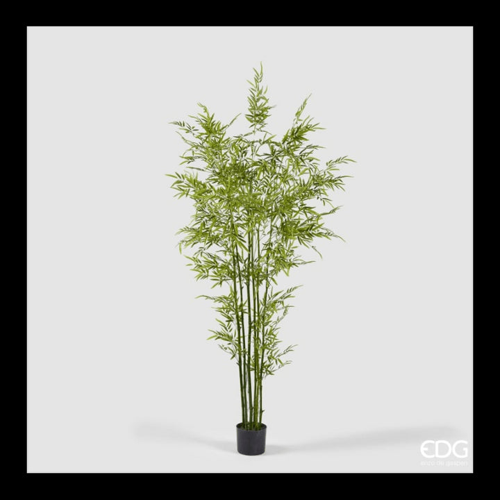 Bamboo Con vaso Altezza 210cm | EDG