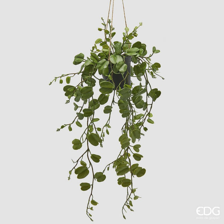 Bauhinia da Appartamento con vaso| EDG