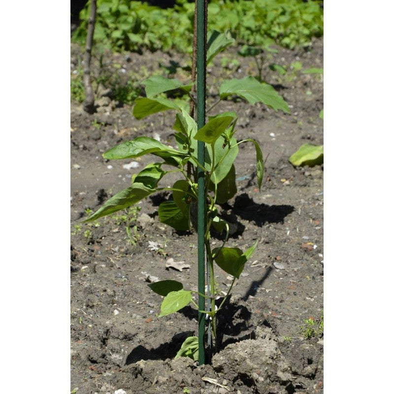 Cannetta reggipiante Verdelook