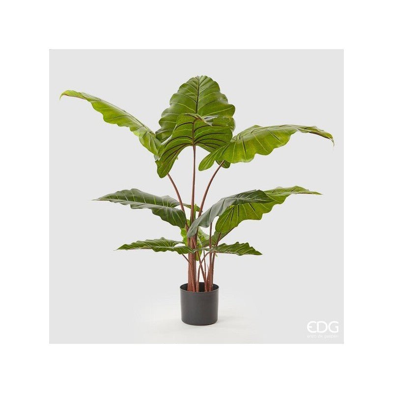 Chic Alocasia con Vaso 120cm | EDG - Perrone Shop