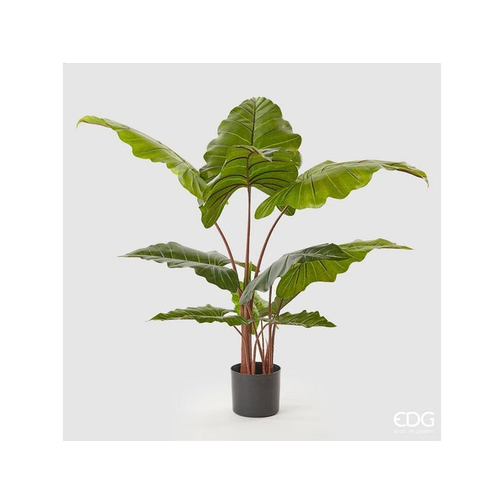 Chic Alocasia con Vaso 120cm | EDG