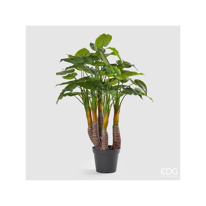 Pianta Chic Filodendro 120cm| EDG - Perrone Shop