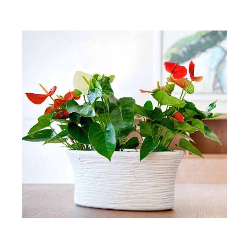 Vaso Ciotola ø40 cm Leccese Vasar Telcom