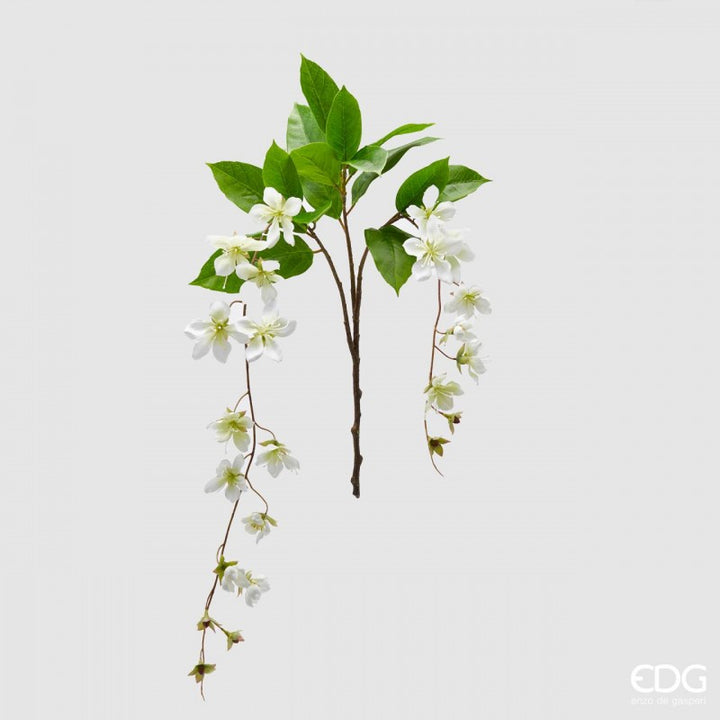 Clematis Viticella Ramo X2 | EDG