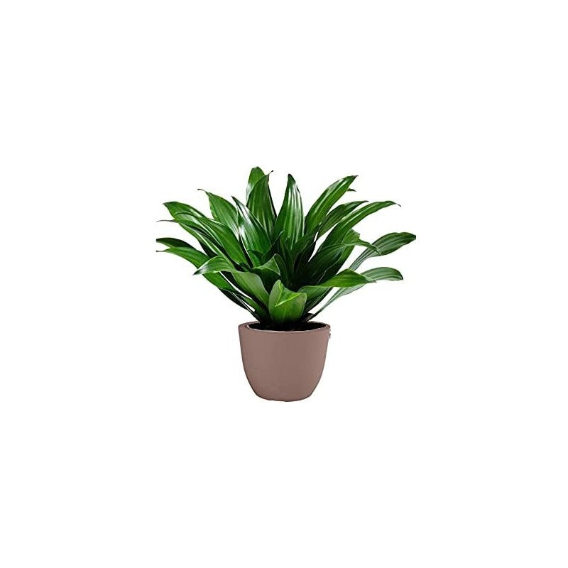 Vaso Conca Pure Nicoli Cipria 38cm