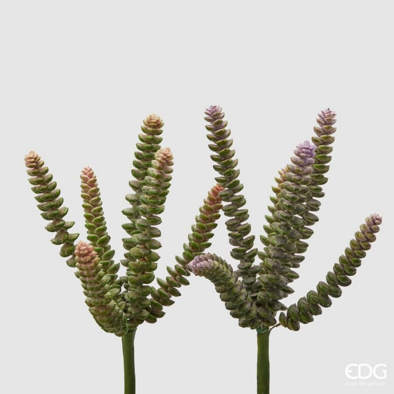 Crassula Pagoda Olis h28 Rosa | Enzo de Gasperi