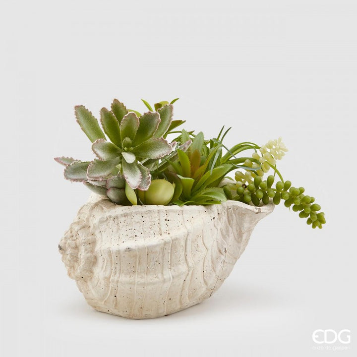 Vaso conchiglia con piante grasse