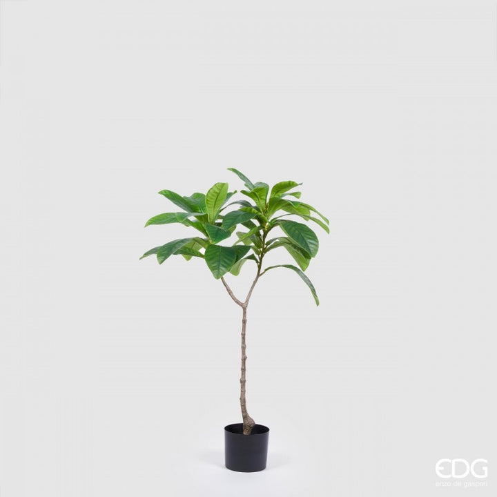Elaeocarpus Chic Pianta 110cm X2 | EDG