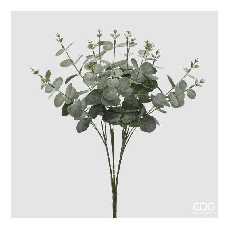 Eucalipto Cespuglio X16 H.50| EDG