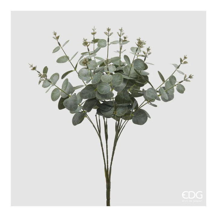 Eucalipto Cespuglio X16 H.50| EDG
