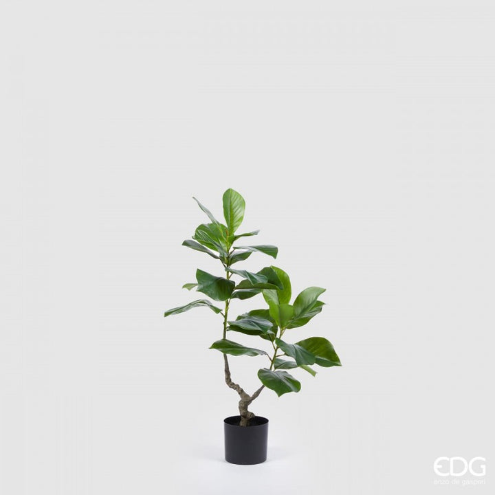 Ficus Chic Pianta X2 90cm| EDG