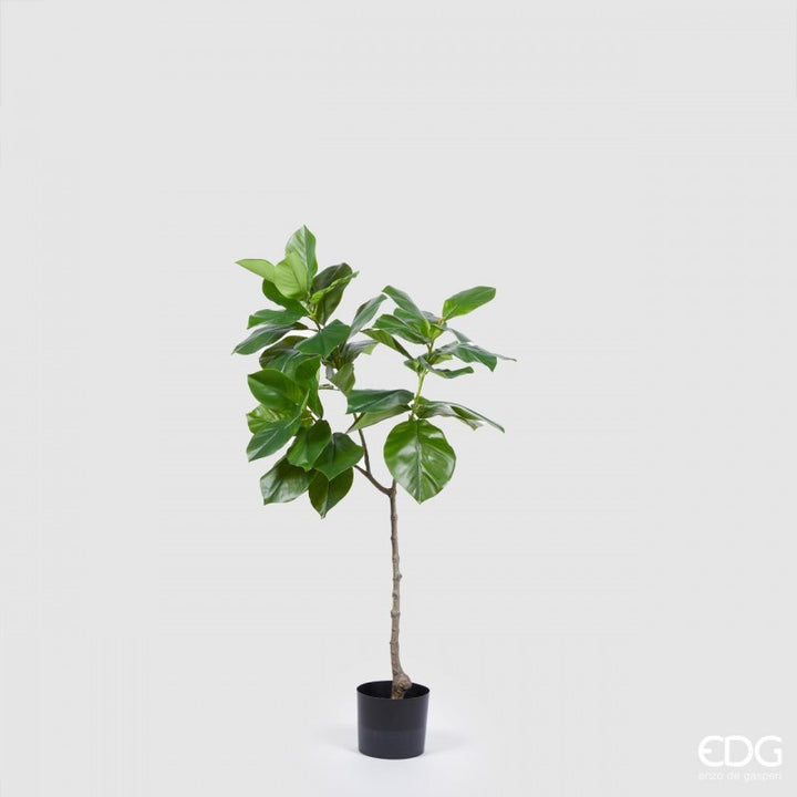 Ficus Chic Pianta X3 H120 | EDG