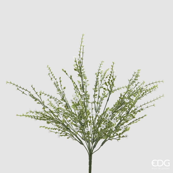 Ginestra Cespuglio|EDG