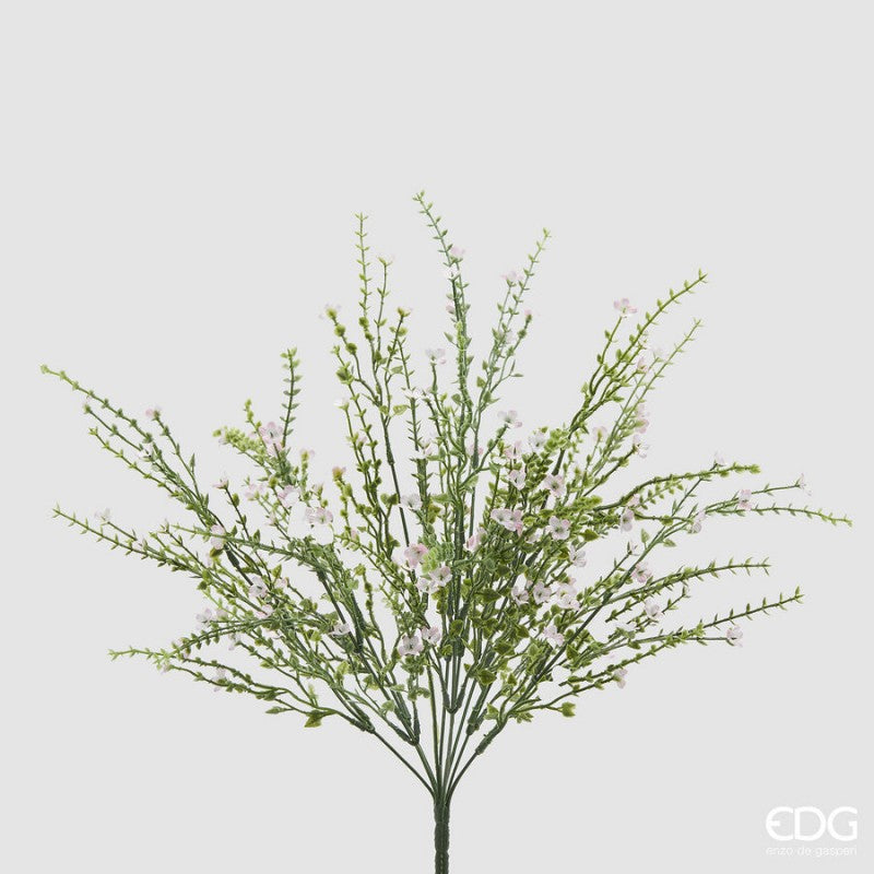 Ginestra Cespuglio|EDG
