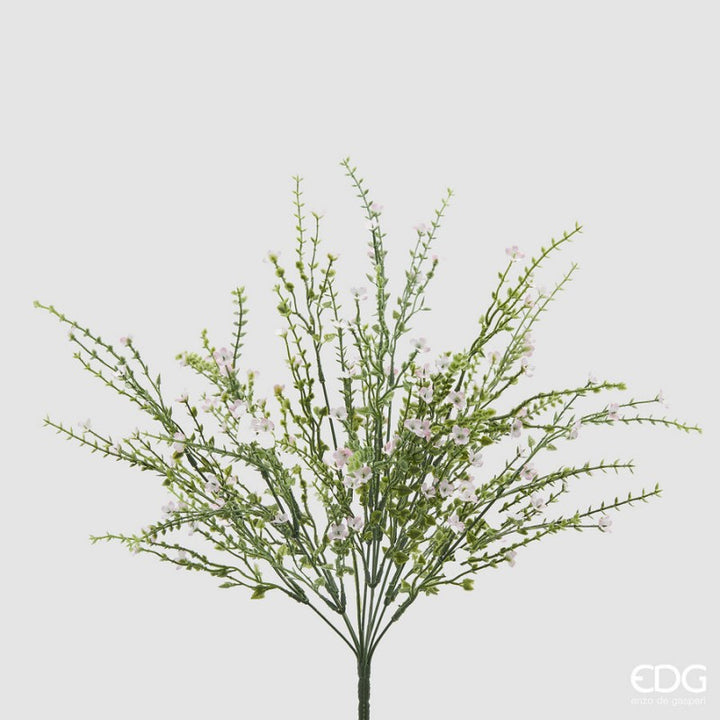 Ginestra Cespuglio|EDG