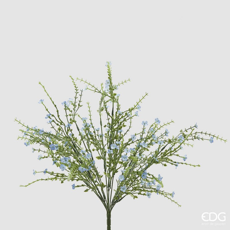 Ginestra Cespuglio|EDG