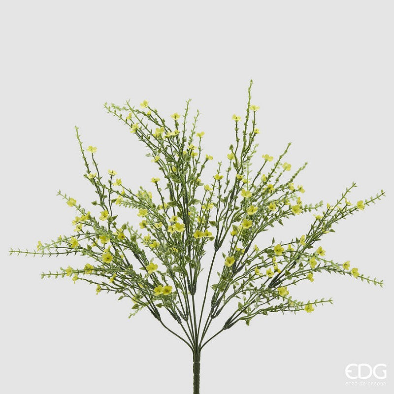 Ginestra Cespuglio|EDG