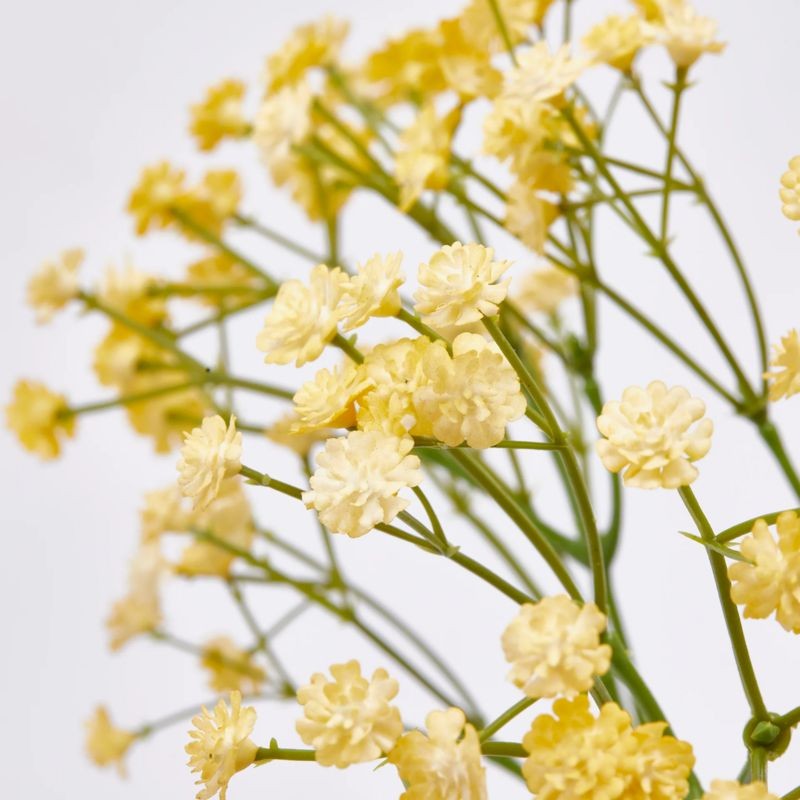 Gypsophila Cespuglio h40  | Enzo de Gasperi