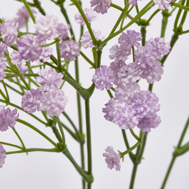 Gypsophila Cespuglio h40  | Enzo de Gasperi