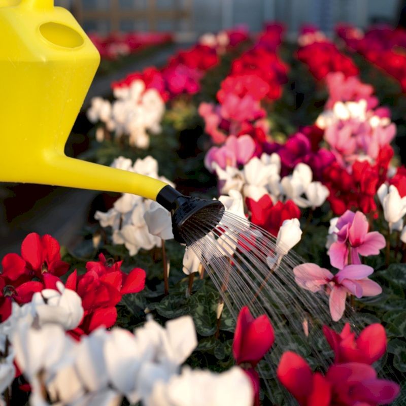 Innaffiatoio verde 5 lt