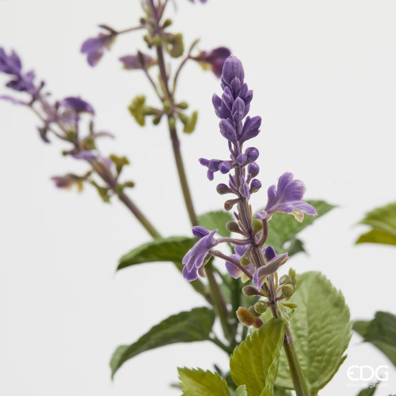 Mazzo di Lavanda con foglie| EDG