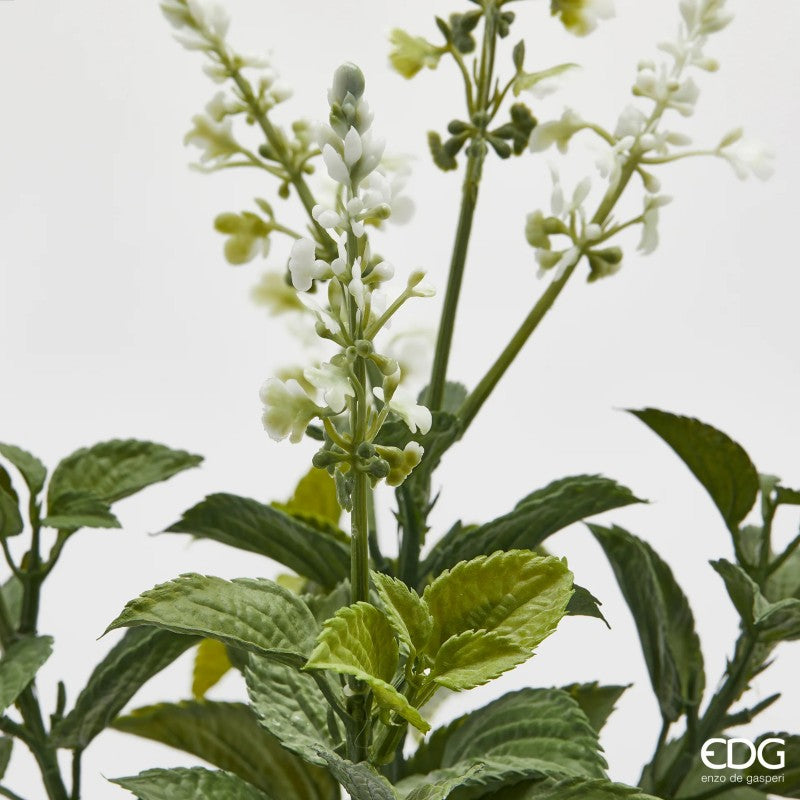 Mazzo di Lavanda con foglie| EDG