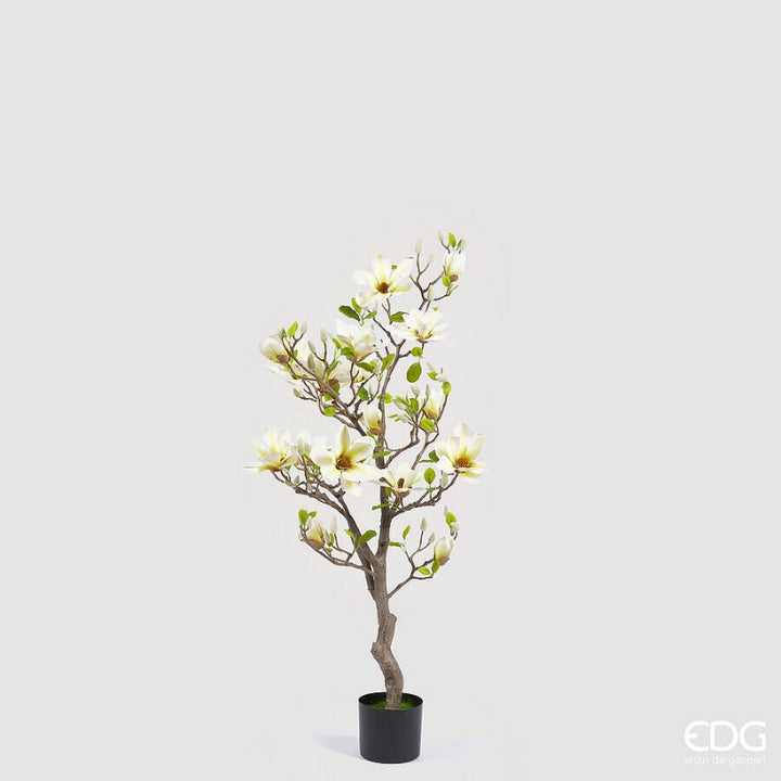 Magnolia con foglie e boccioli in vaso H130 Giallo Chiaro | EDG