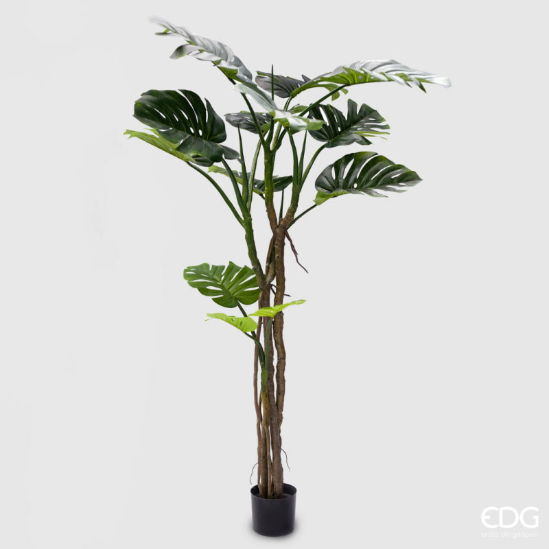 Monstera Slim Con Vaso| EDG