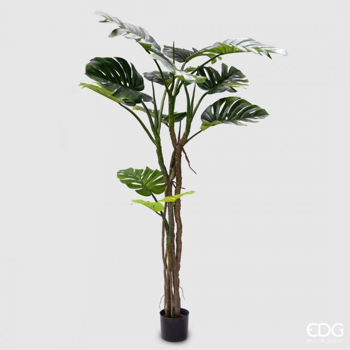 Monstera Slim Con Vaso| EDG