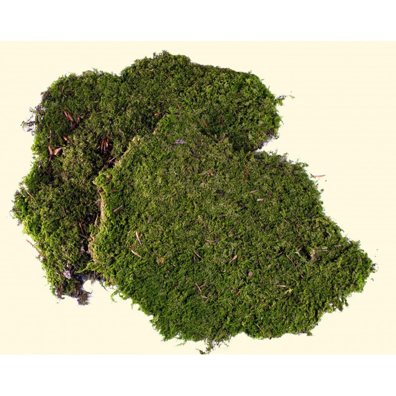 Muschio naturale a tappeto 350 gr. per presepe