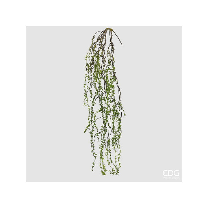 Pianta artificiale Pilea  Cadente altezza 145 cm|EDG
