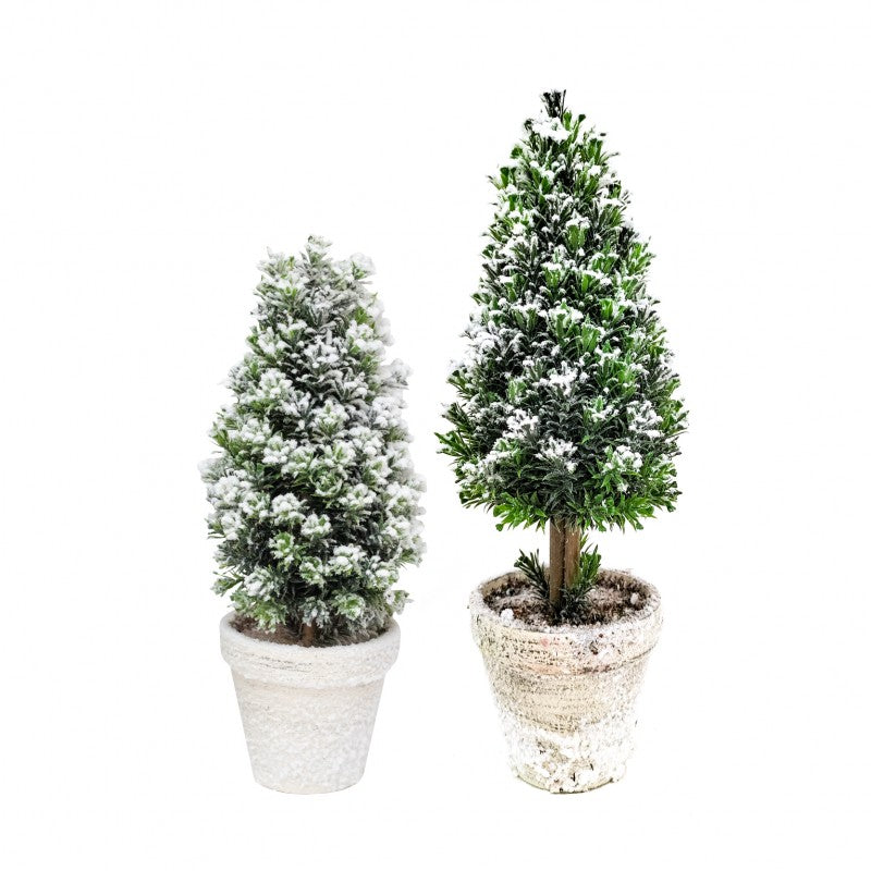 Pinetto Fiocco di Neve | Xone