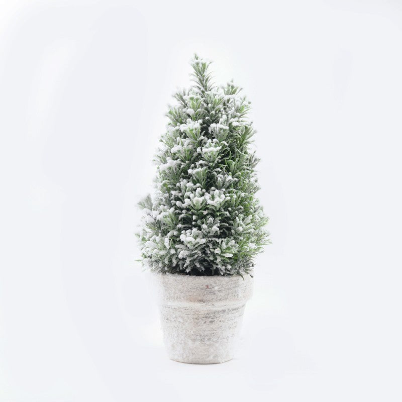 Pinetto Fiocco di Neve | Xone