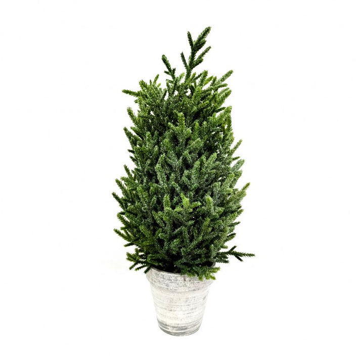 Pinetto Green Shine | Xone
