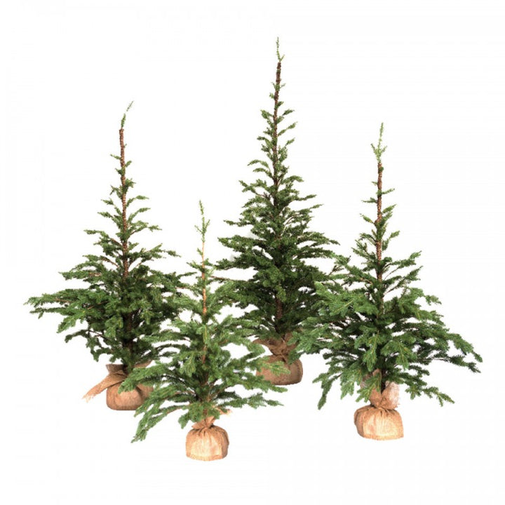 Pinetto Vivaio | Xone