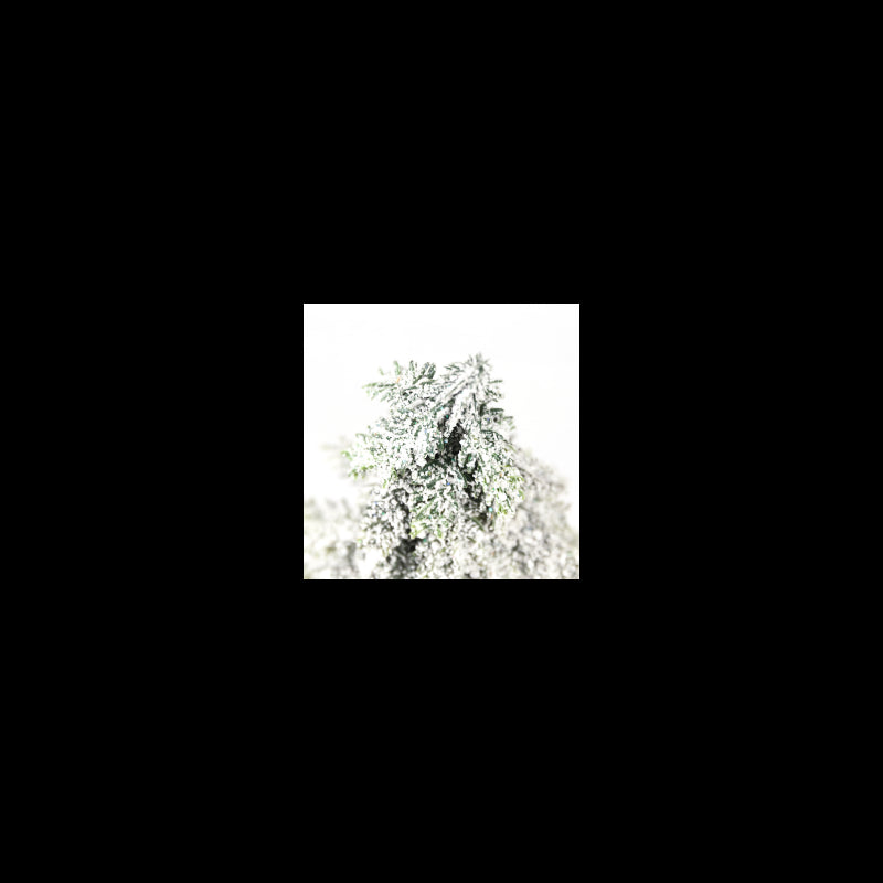 Pinetto Snow Tip | Xone