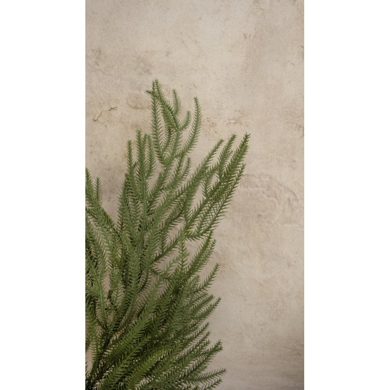 Ramo di Pino Liam By Salvatore Izzo