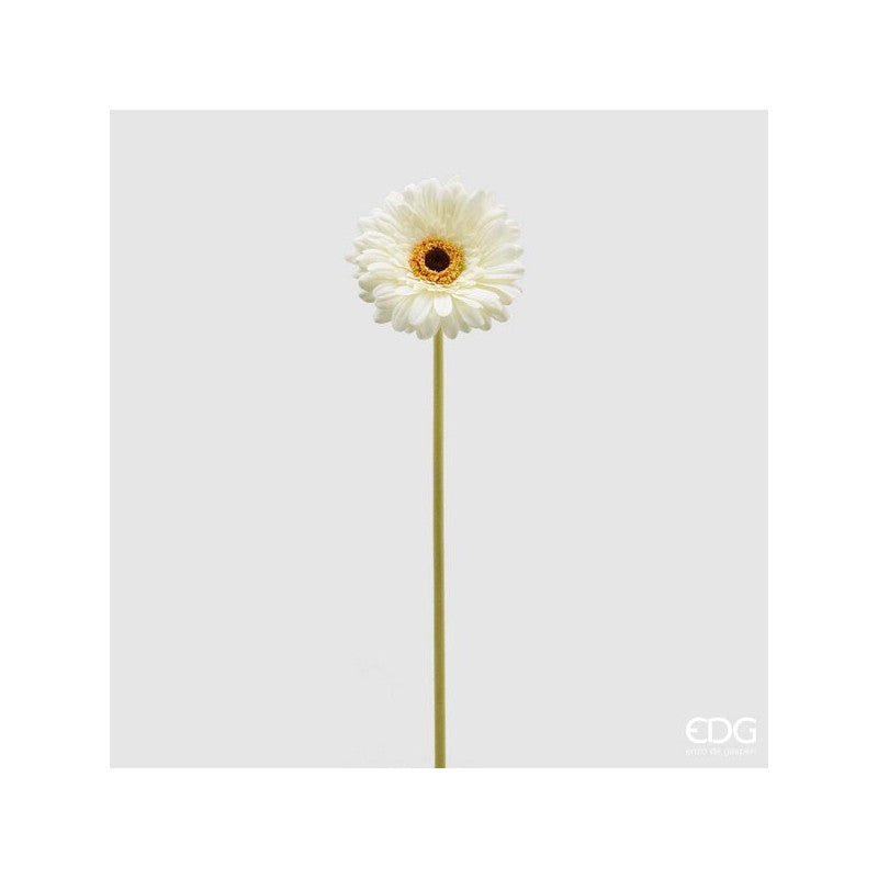 Rex Gerbera H 60 | Enzo De Gasperi